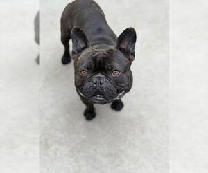 French Bulldog Dogs for adoption in Santa Maria, CA, USA