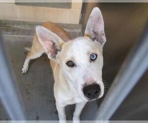 Siberian Husky-Unknown Mix Dogs for adoption in Orange, CA, USA
