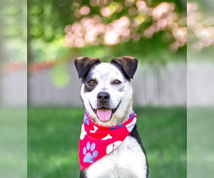 Border Collie-Unknown Mix Dogs for adoption in Unionville, PA, USA