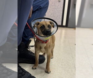 Chihuahua Dogs for adoption in Sugar Land, TX, USA