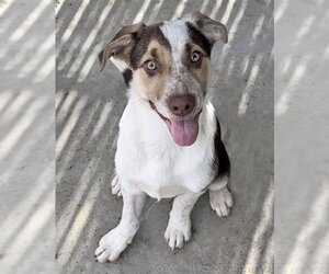 Mutt Dogs for adoption in Ojai, CA, USA