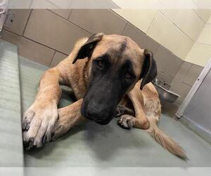 Anatolian Shepherd Dogs for adoption in Riverside, CA, USA