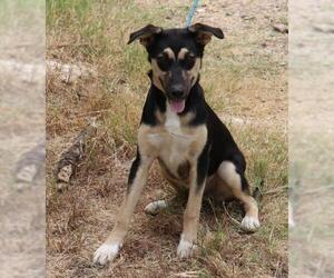 Shepradors Dogs for adoption in Bandera, TX, USA