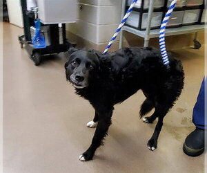 Border Collie-Unknown Mix Dogs for adoption in Aurora, IL, USA