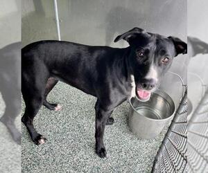 Labrador Retriever-Unknown Mix Dogs for adoption in Salisbury, NC, USA