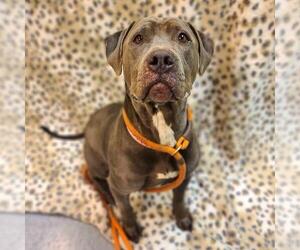 American Pit Bull Terrier Dogs for adoption in Long Beach, CA, USA