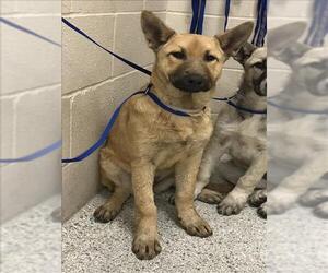 German Shepherd Dog Dogs for adoption in Conroe, TX, USA