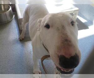 Bull Terrier Dogs for adoption in Orange, CA, USA