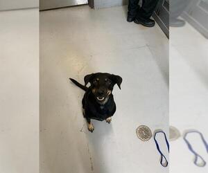 Labrador Retriever Dogs for adoption in Corpus Christi, TX, USA