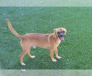 Chug Dogs for adoption in Carrollton, TX, USA