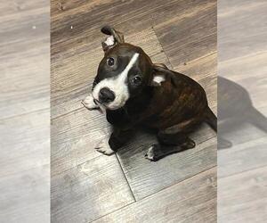 American Staffordshire Terrier-Unknown Mix Dogs for adoption in San Antonio, TX, USA