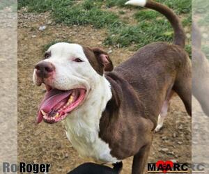American Bulldog-Unknown Mix Dogs for adoption in Maryville, TN, USA