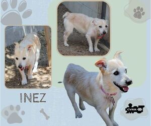 Mutt Dogs for adoption in Lindsay, CA, USA