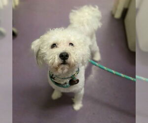 Poodle (Miniature)-Unknown Mix Dogs for adoption in Long Beach, CA, USA