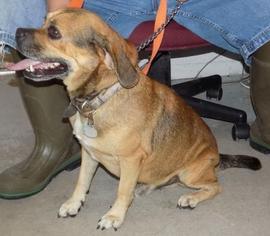 Puggle Dogs for adoption in Mission, KS, USA
