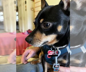Miniature Pinscher-Unknown Mix Dogs for adoption in Milwaukie, OR, USA