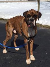 Boxer Dogs for adoption in Traverse City, MI, USA