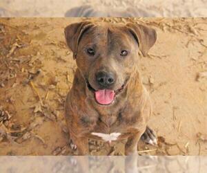 American Pit Bull Terrier Dogs for adoption in Rossville, TN, USA
