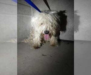 - Mix Dogs for adoption in Chula Vista, CA, USA