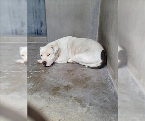 American Bulldog Dogs for adoption in San Bernardino, CA, USA