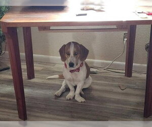 Basset Hound-Siberian Husky Mix Dogs for adoption in Salt Lake City, UT, USA