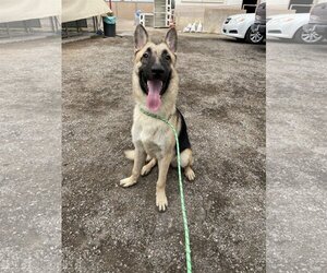 Mutt Dogs for adoption in El Centro, CA, USA