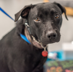 Labrador Retriever Dogs for adoption in West Hollywood, CA, USA