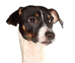Dachshund Dogs for adoption in Oakland Park, FL, USA