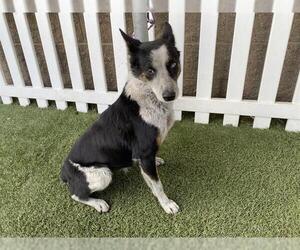 Texas Heeler-Unknown Mix Dogs for adoption in Modesto, CA, USA
