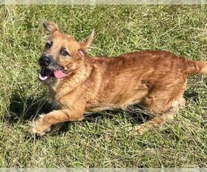 Basset Retriever Dogs for adoption in Sanford, FL, USA