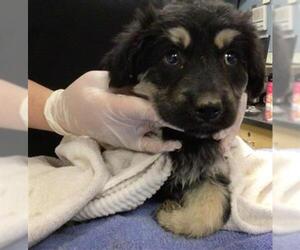 Mutt Dogs for adoption in Riverside, CA, USA