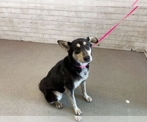 German Shepherd Dog-Unknown Mix Dogs for adoption in San Bernardino, CA, USA