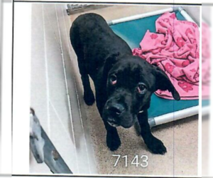 Mastiff-Unknown Mix Dogs for adoption in Princeton, MN, USA