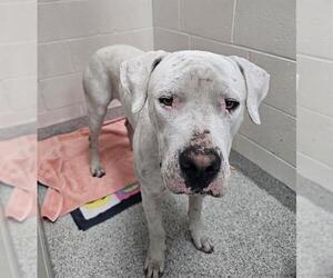 Dogo Argentino-Unknown Mix Dogs for adoption in Naples, FL, USA