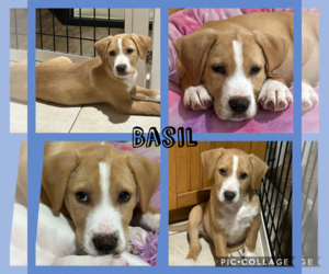Mutt Dogs for adoption in Walnutport, PA, USA