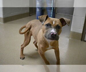 American Pit Bull Terrier Dogs for adoption in Decatur, IL, USA