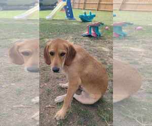 American Gointer Dogs for adoption in Minneapolis, MN, USA