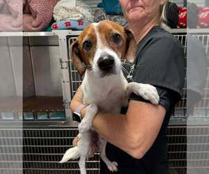 Doxle Dogs for adoption in Bolivar, MO, USA
