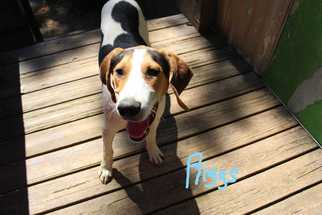 Treeing Walker Coonhound Dogs for adoption in Elmsford, NY, USA