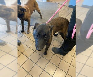 Mutt Dogs for adoption in Burbank, CA, USA