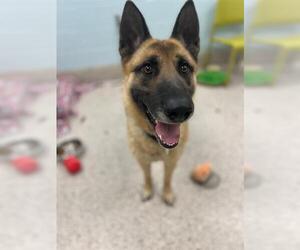 German Shepherd Dog Dogs for adoption in Brighton, CO, USA
