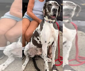 Medium Photo #4 Great Dane-Unknown Mix Puppy For Sale in Germantown, OH, USA