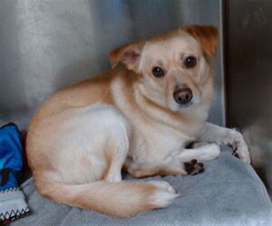 Australian Kelpie-Unknown Mix Dogs for adoption in Downey, CA, USA