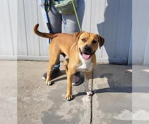 Beagle-Black Mouth Cur Mix Dogs for adoption in Louisville, KY, USA