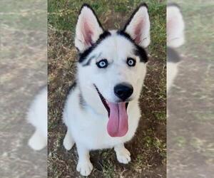 Siberian Husky Dogs for adoption in Riverside, CA, USA