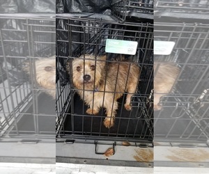 Mutt Dogs for adoption in Thonotosassa, FL, USA