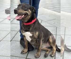 Staffordshire Bull Terrier Dogs for adoption in Hillsboro, NH, USA