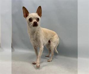 Chihuahua Dogs for adoption in Fort Collins, CO, USA