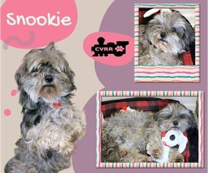 Mutt Dogs for adoption in Lindsay, CA, USA