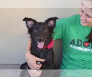 Australian Shepherd-Unknown Mix Dogs for adoption in Dallas, TX, USA